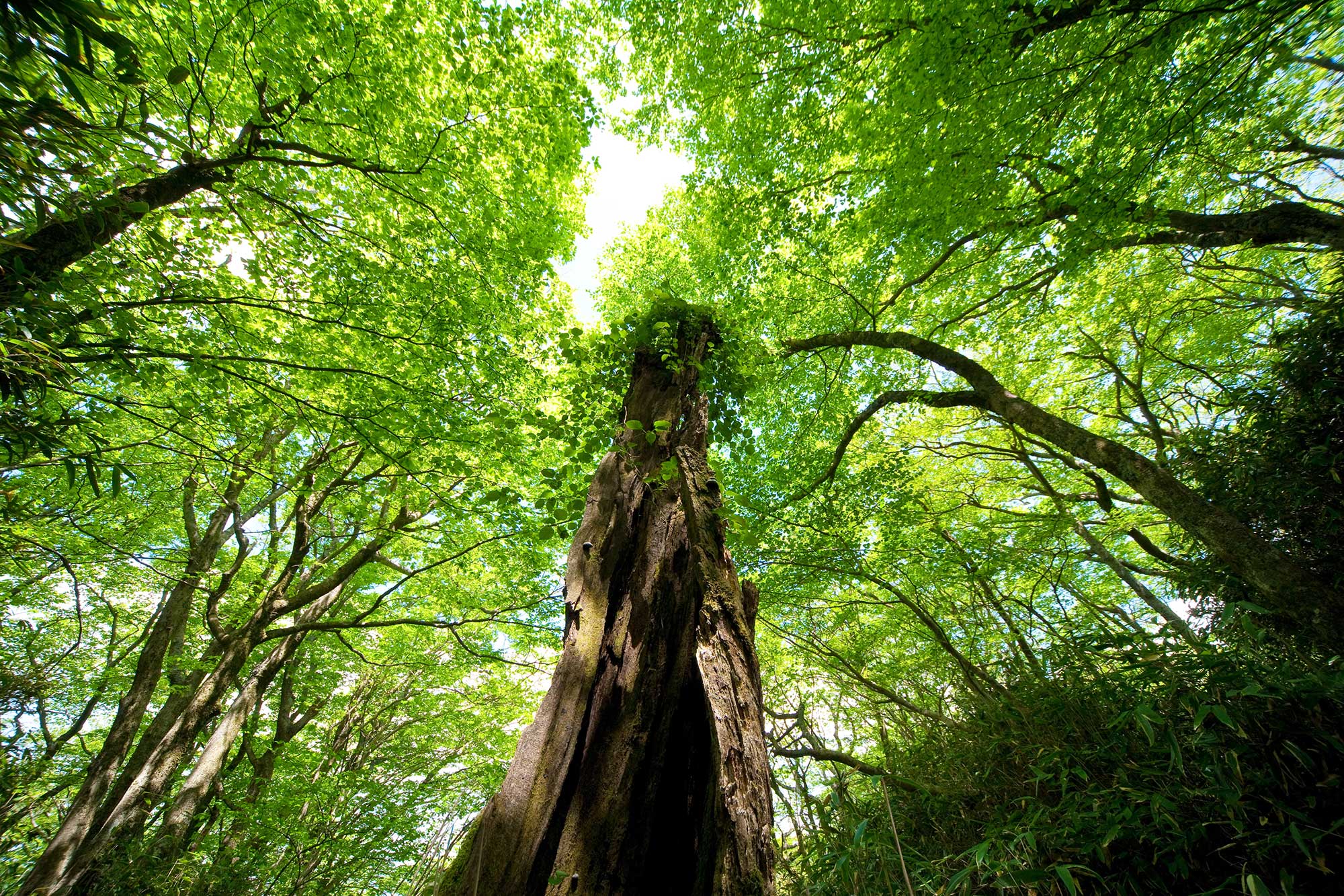大分・宮崎県境に長い尾根を連ねる祖母・傾山系のブナ林と老木。